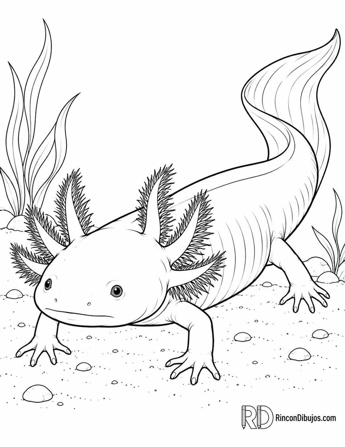 Dibujo de ajolote albino para colorear Dibujo de ajolote albino para colorear