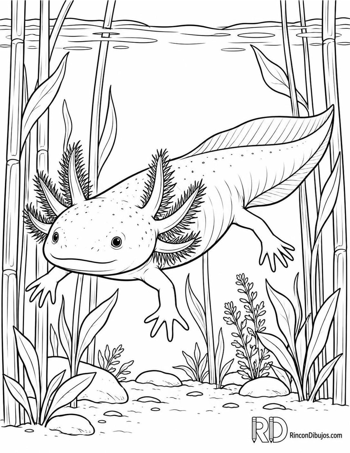 Dibujo de ajolote de Xochimilco para colorear Dibujo de ajolote de Xochimilco para colorear