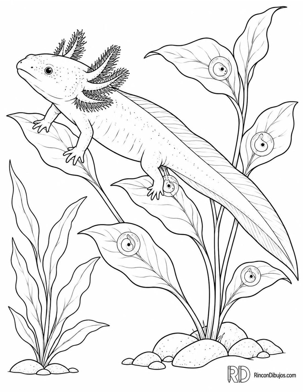 Dibujo de ajolote desovando para colorear Dibujo de ajolote desovando para colorear
