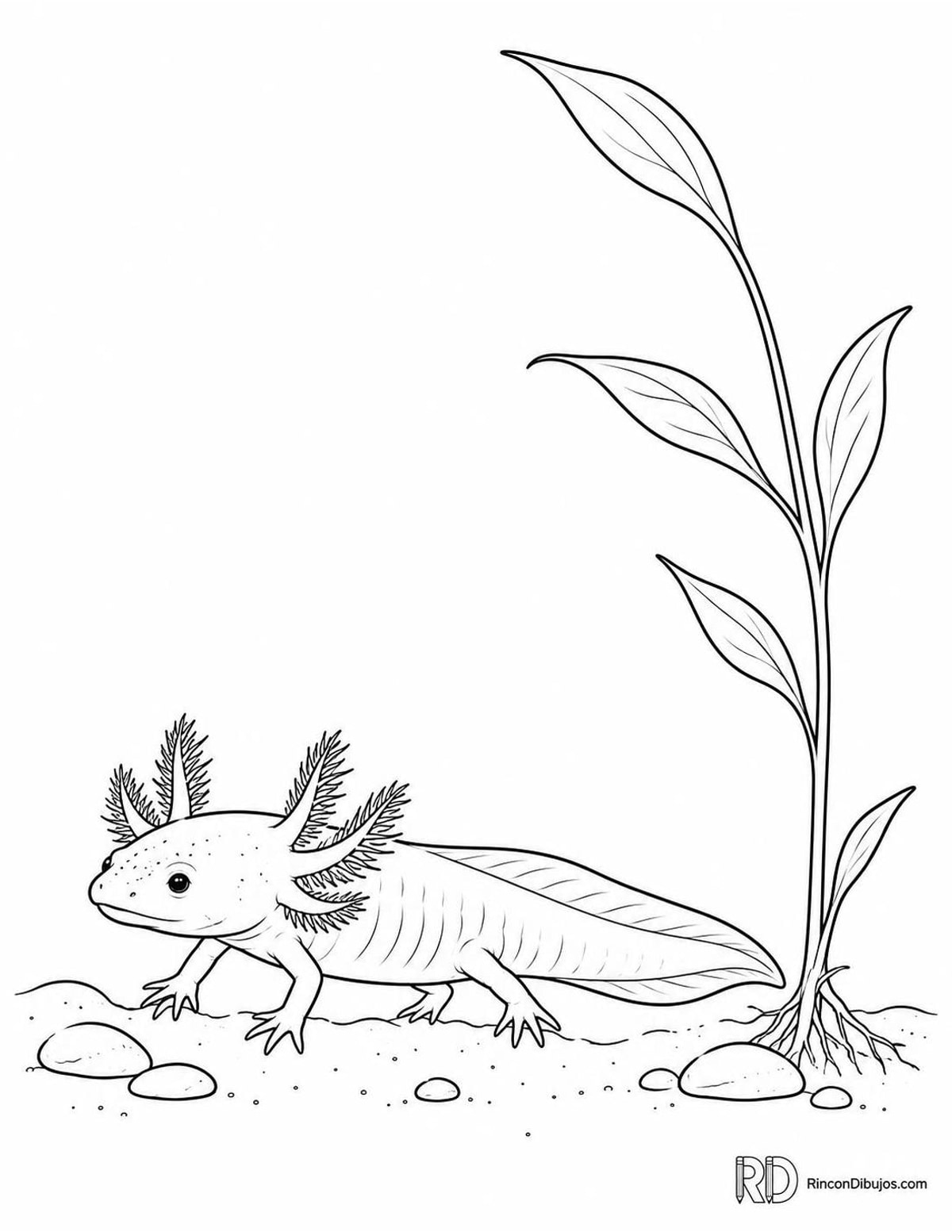 Dibujo de ajolote juvenil para colorear Dibujo de ajolote juvenil para colorear