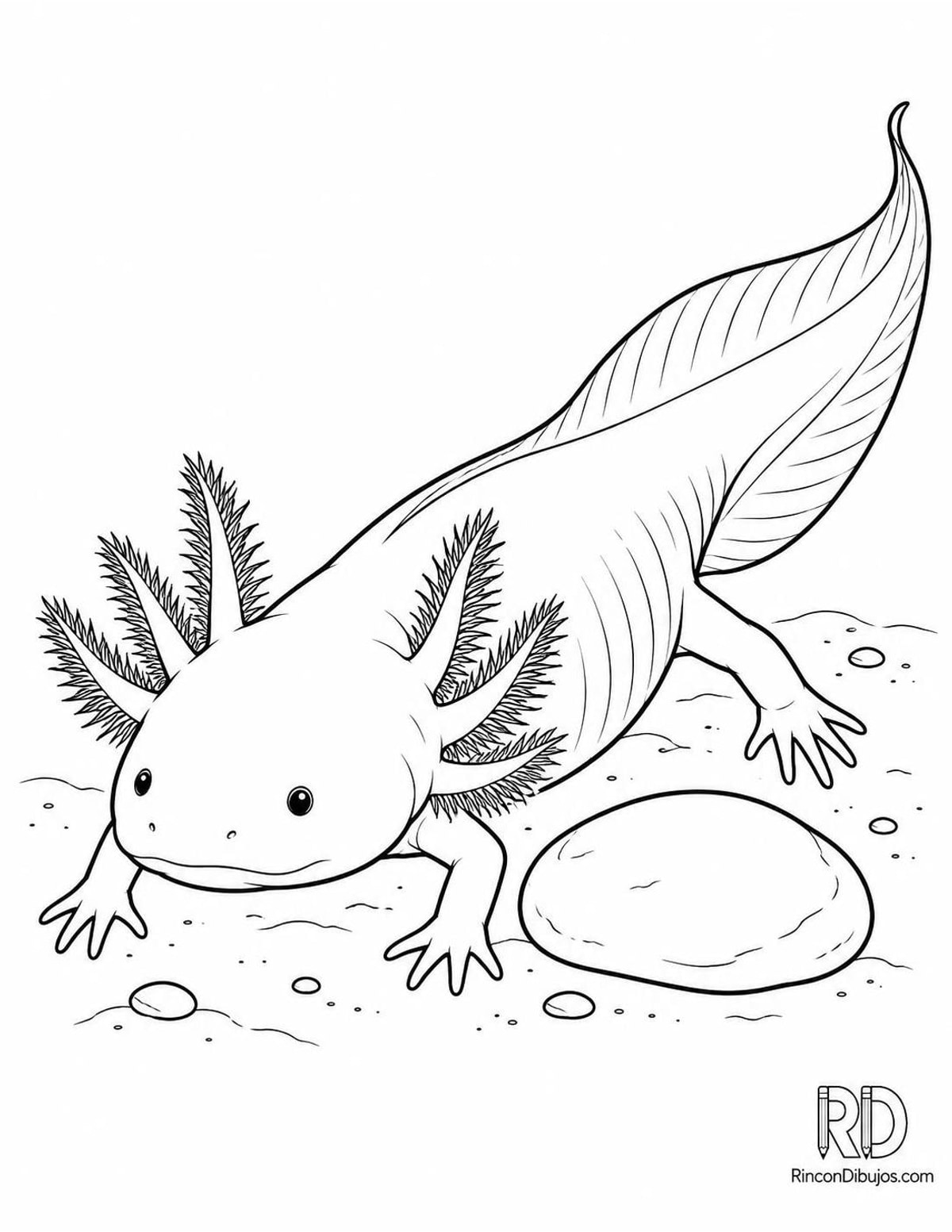 Dibujo de ajolote leucístico para colorear Dibujo de ajolote leucístico para colorear