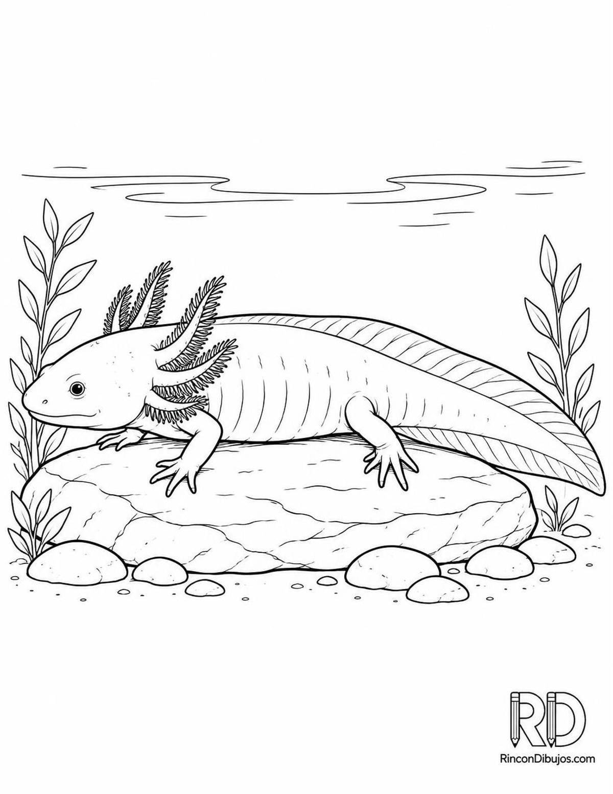 Dibujo de ajolote melánico para colorear Dibujo de ajolote melánico para colorear