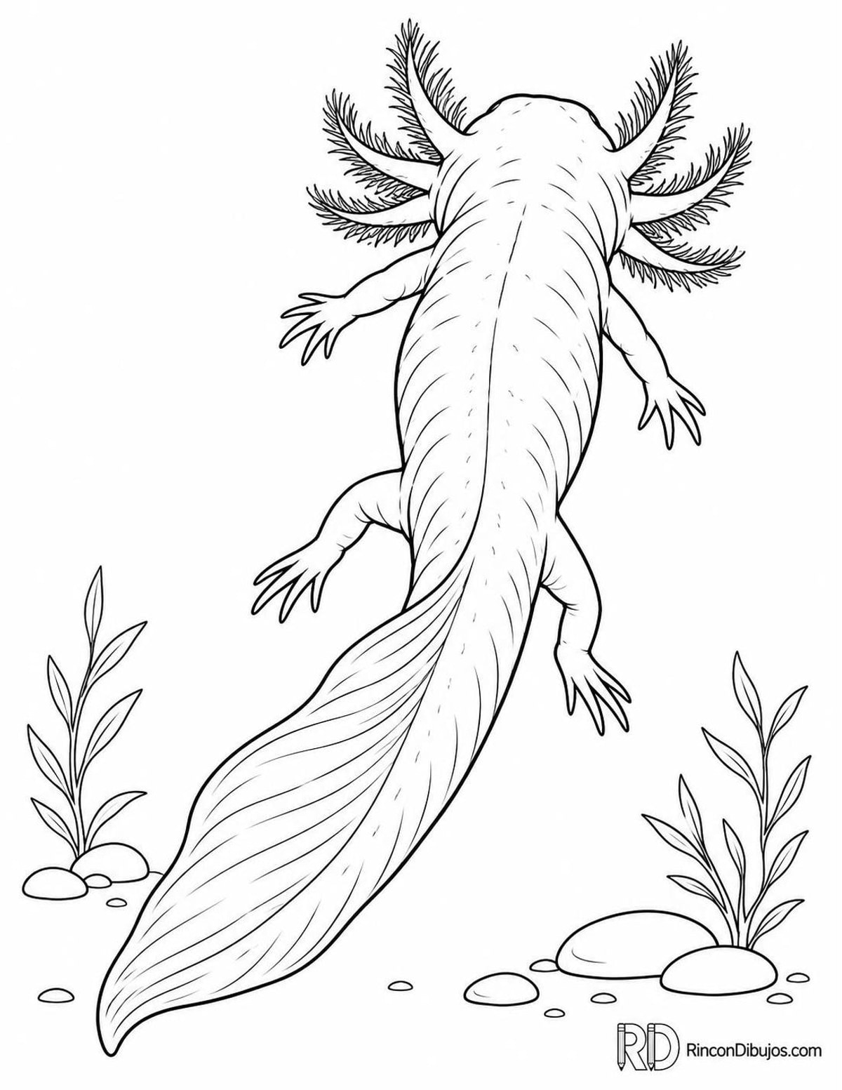 Dibujo de ajolote mexicano para colorear Dibujo de ajolote mexicano para colorear