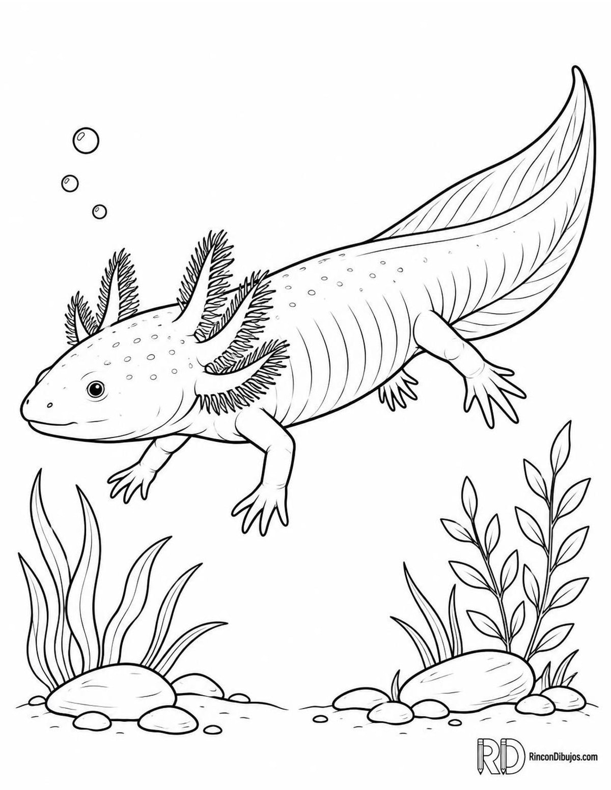 Dibujo de ajolote nadando para colorear Dibujo de ajolote nadando para colorear