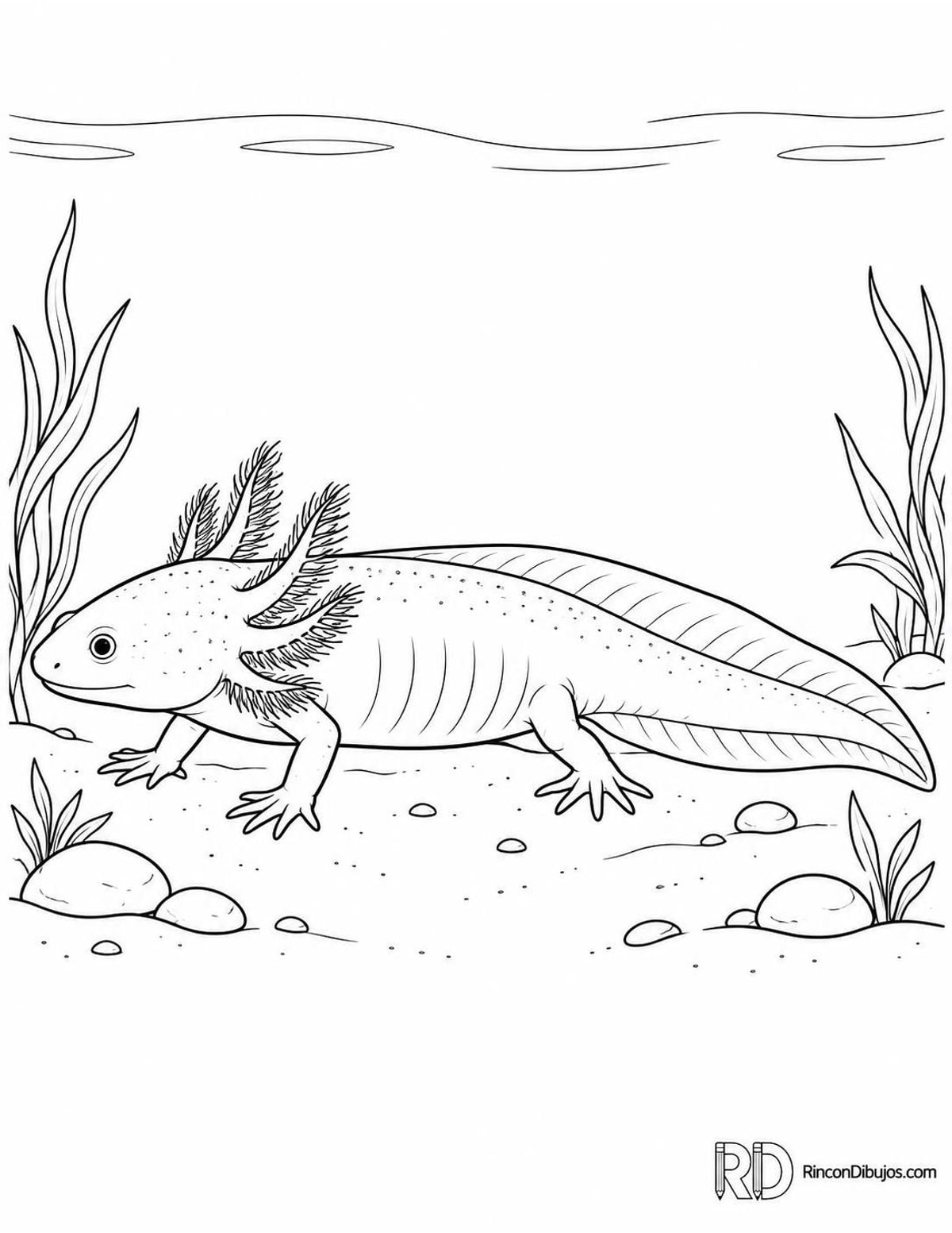 Dibujo de ajolote para colorear Dibujo de ajolote para colorear