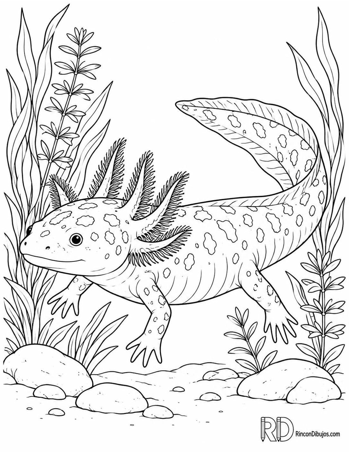 Dibujo de ajolote silvestre para colorear Dibujo de ajolote silvestre para colorear