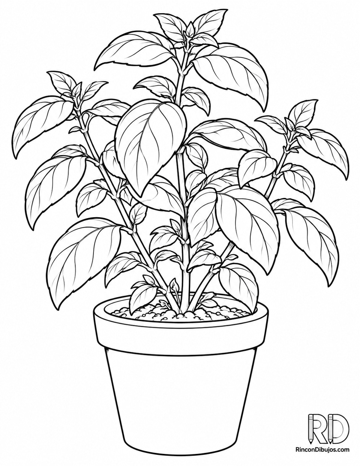 Dibujo de albahaca para colorear Dibujo de albahaca para colorear
