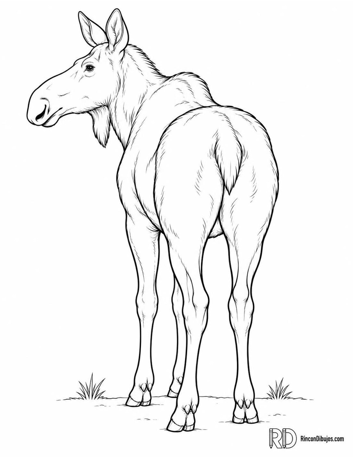 Dibujo de alce adulto para colorear Dibujo de alce adulto para colorear