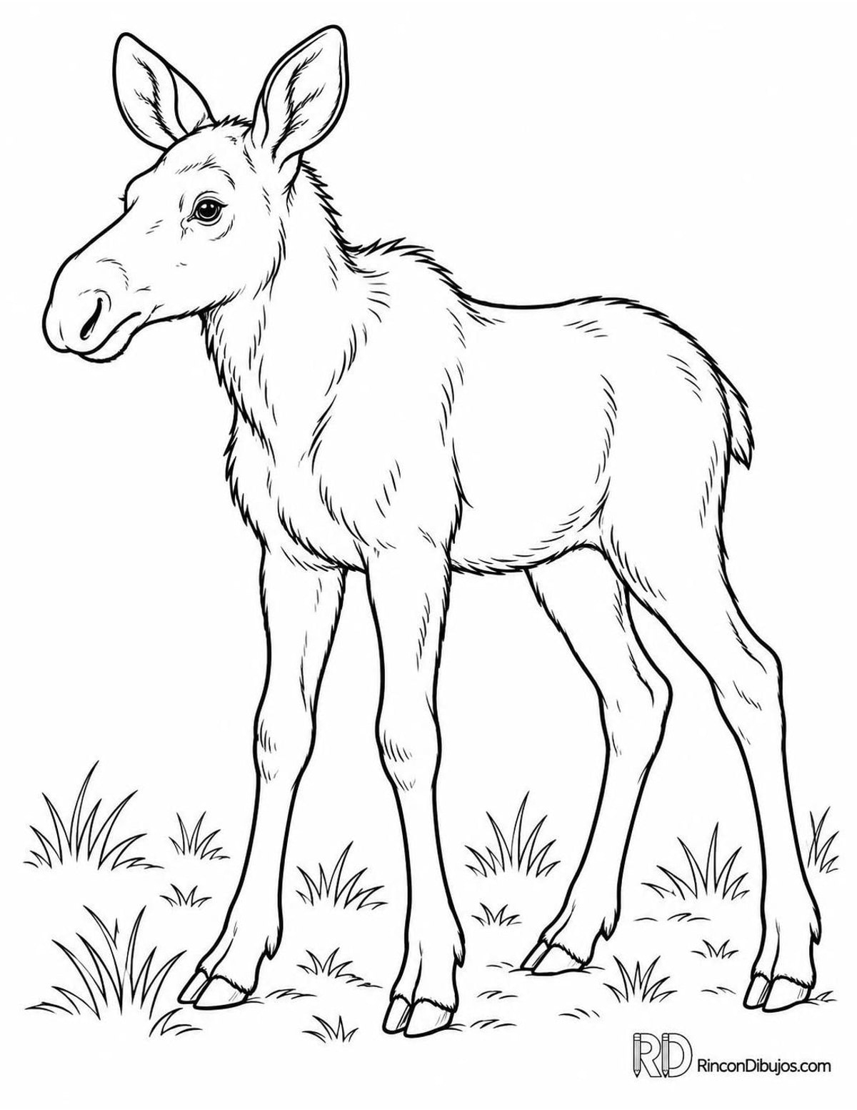 Dibujo de alce bebé para colorear Dibujo de alce bebé para colorear