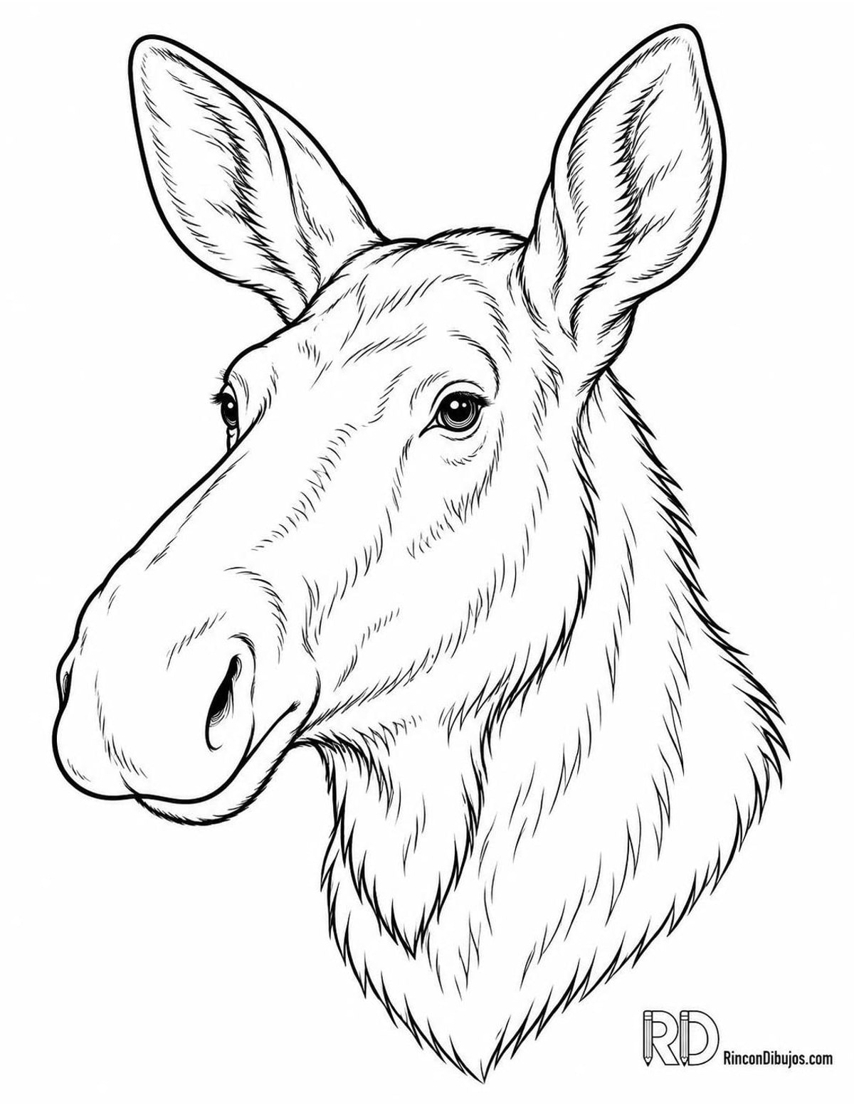 Dibujo de alce hembra para colorear Dibujo de alce hembra para colorear