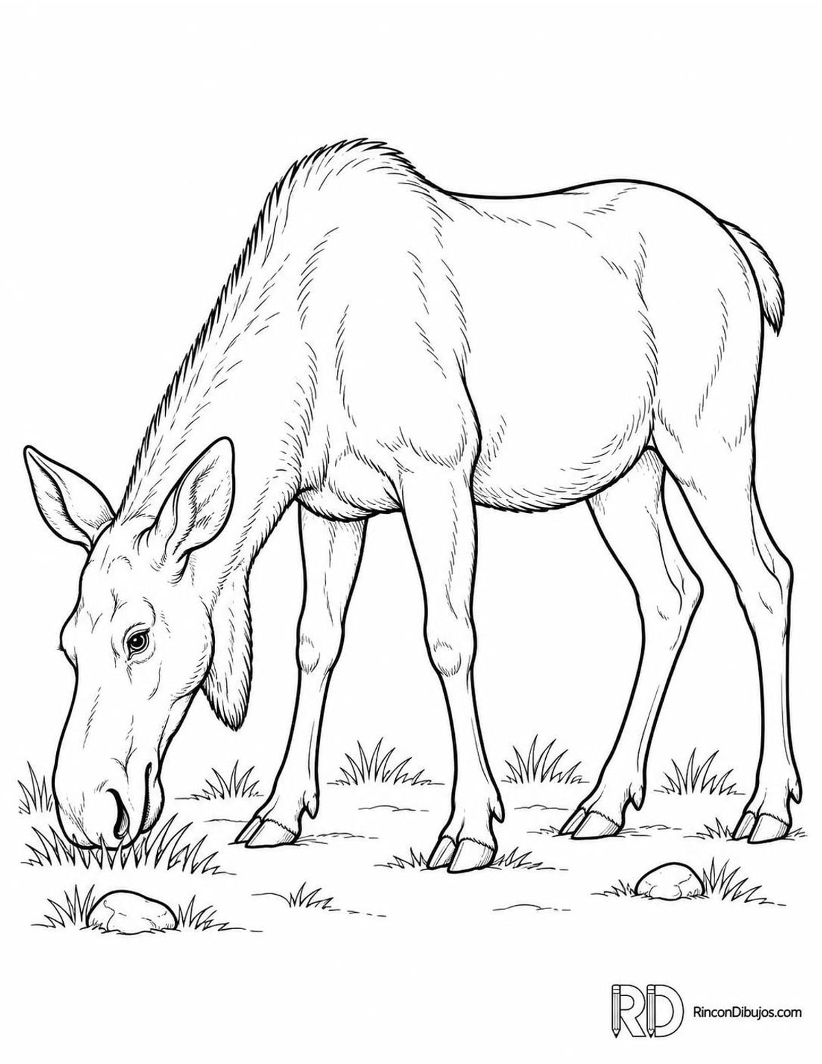 Dibujo de alce pastando para colorear Dibujo de alce pastando para colorear