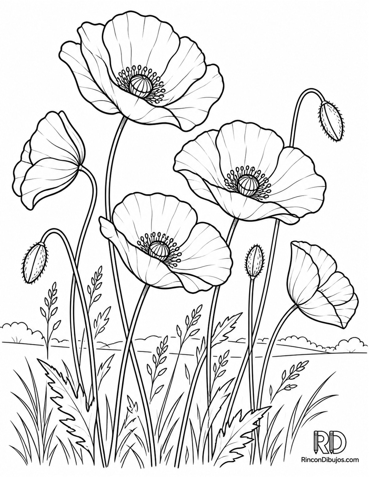 Dibujo de amapolas de campo para colorear Dibujo de amapolas de campo para colorear