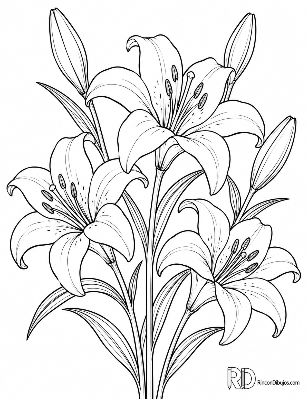 Dibujo de azucenas con capullos para colorear Dibujo de azucenas con capullos para colorear