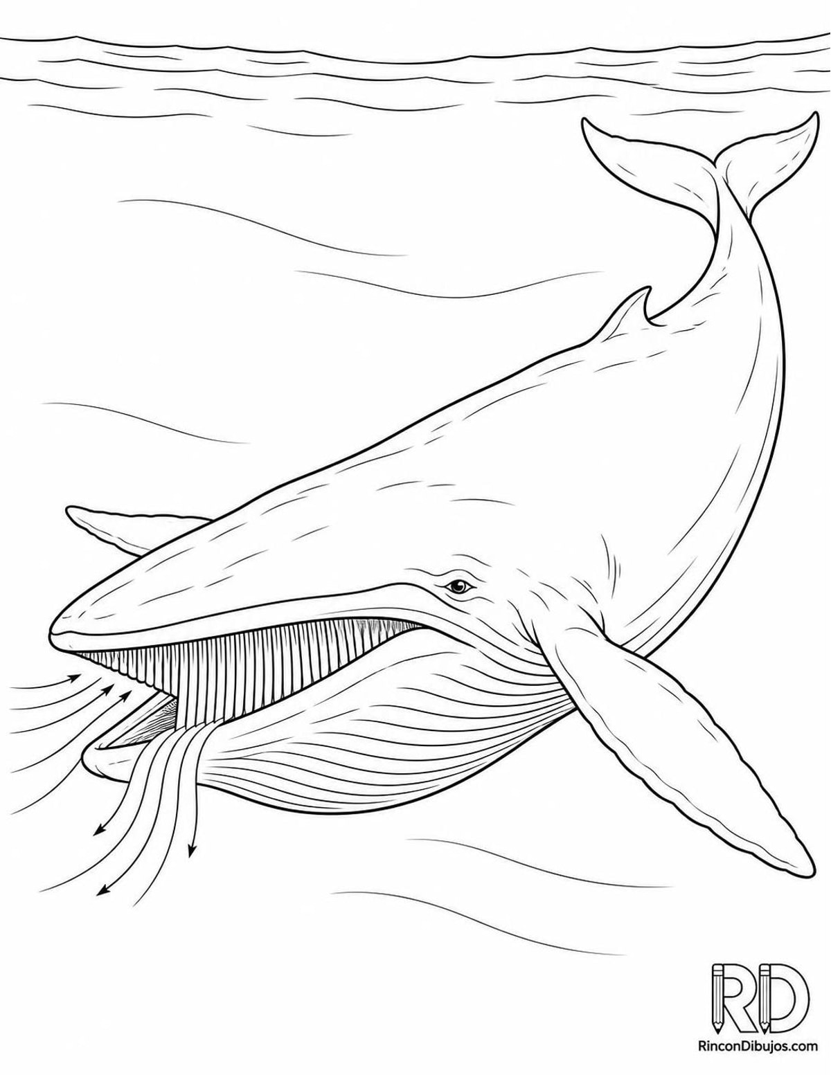 Dibujo de ballena azul filtrando para colorear Dibujo de ballena azul filtrando para colorear