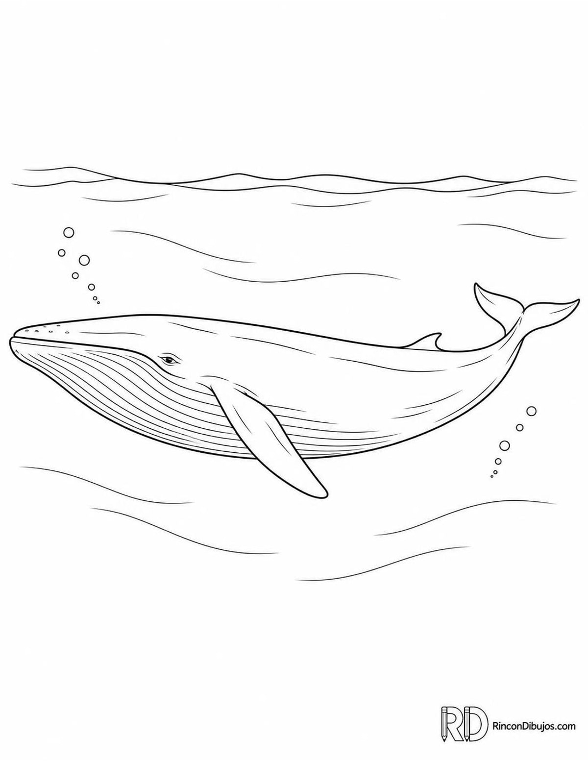 Dibujo de ballena azul nadando para colorear Dibujo de ballena azul nadando para colorear