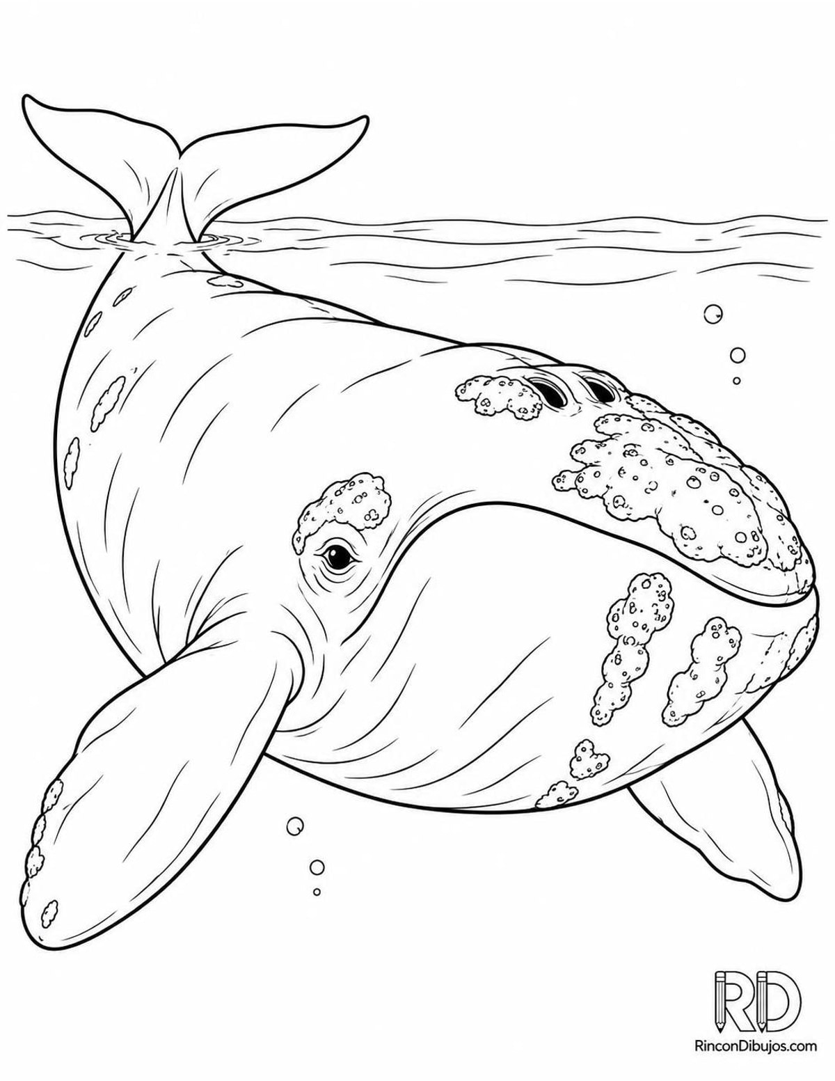 Dibujo de ballena franca austral para colorear Dibujo de ballena franca austral para colorear