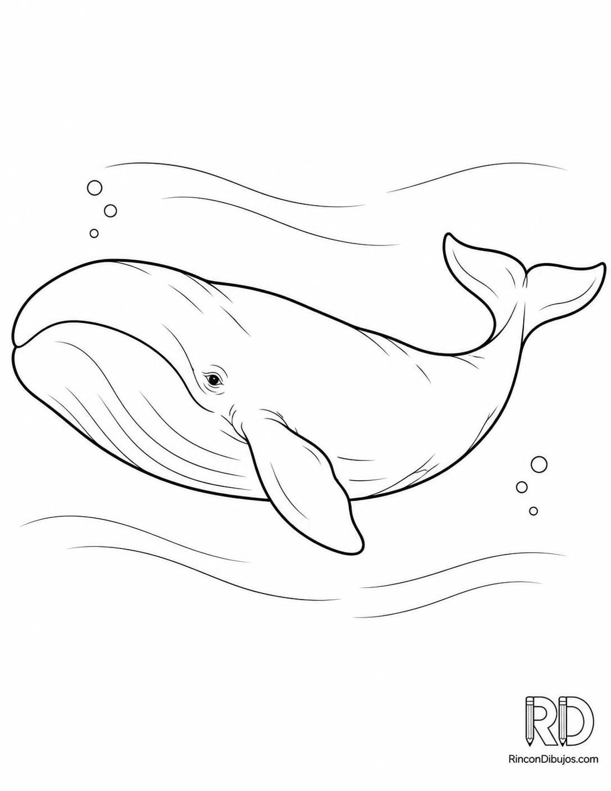 Dibujo de ballena franca boreal para colorear Dibujo de ballena franca boreal para colorear
