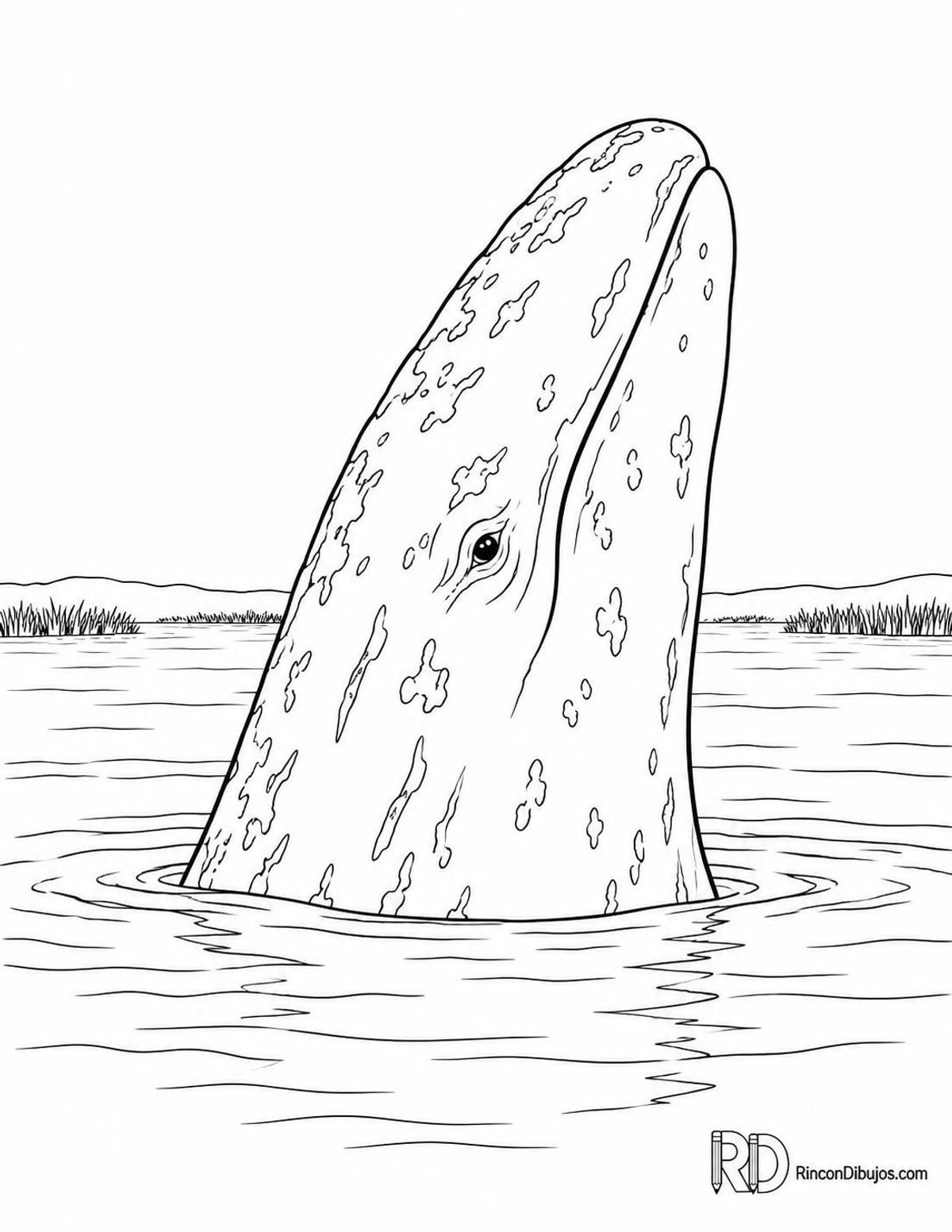 Dibujo de ballena gris laguna para colorear Dibujo de ballena gris laguna para colorear