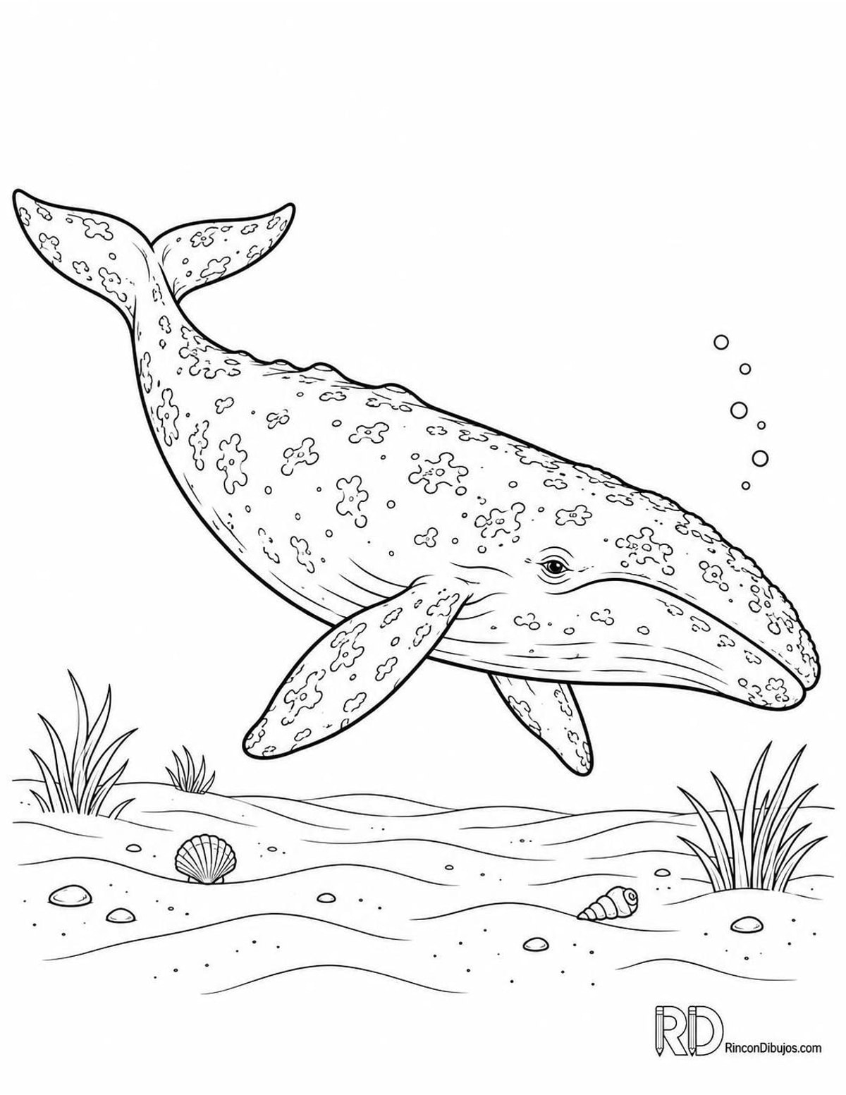 Dibujo de ballena gris nadando para colorear Dibujo de ballena gris nadando para colorear