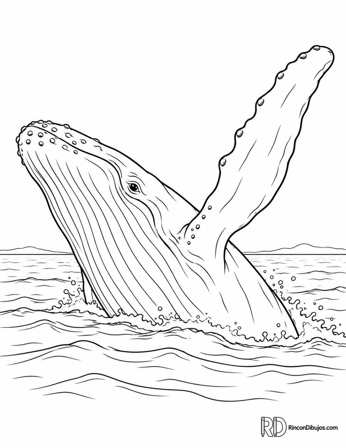 Dibujo de ballena jorobada aleta para colorear Dibujo de ballena jorobada aleta para colorear