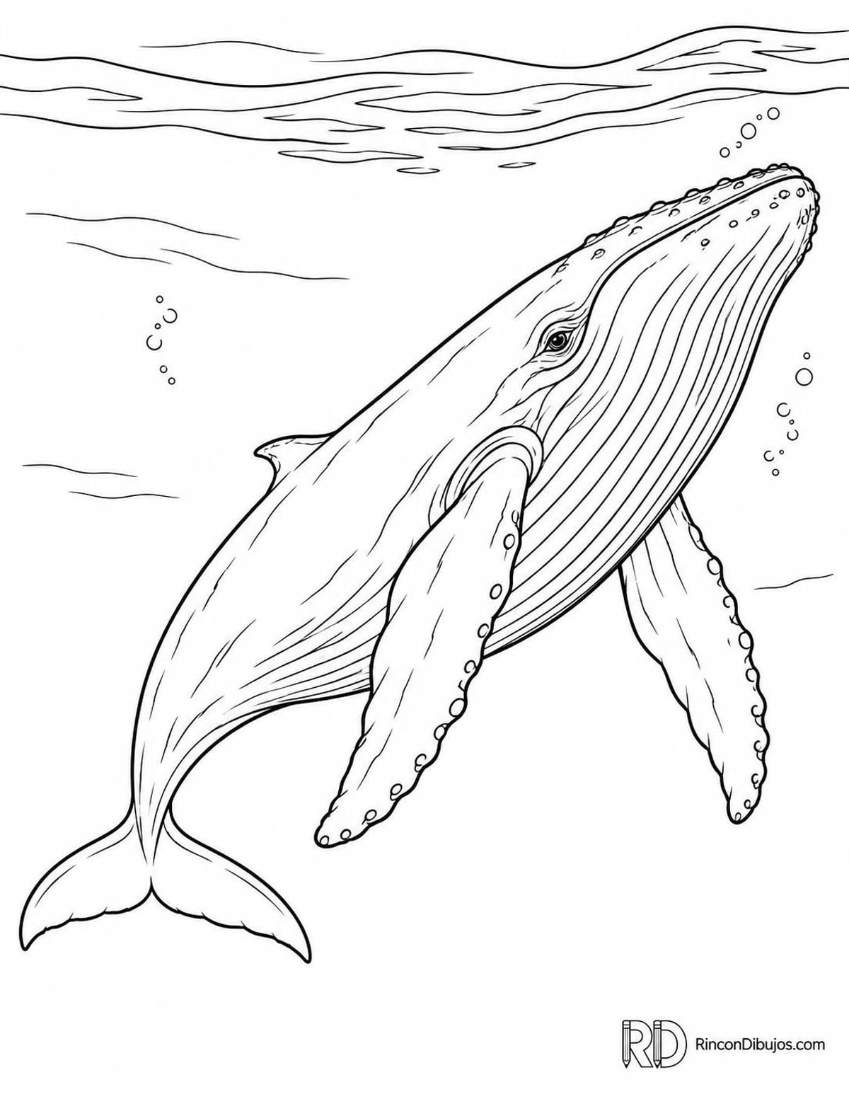 Dibujo de ballena jorobada para colorear Dibujo de ballena jorobada para colorear
