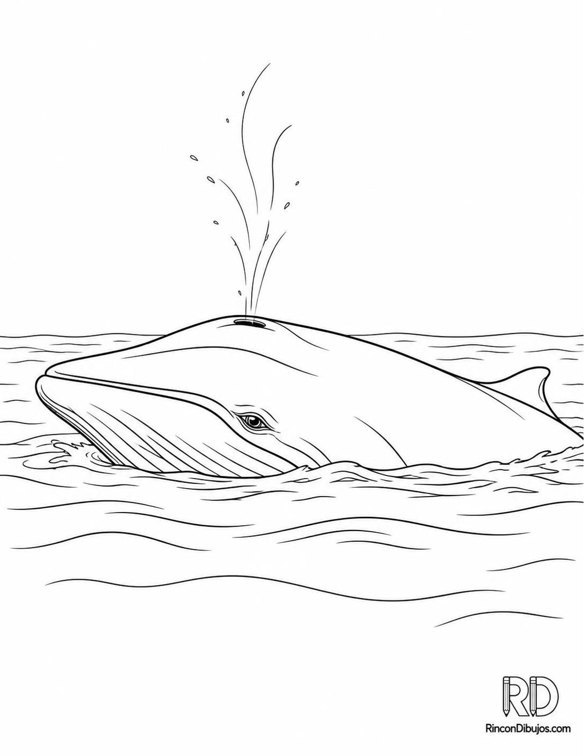 Dibujo de ballena minke respirando para colorear Dibujo de ballena minke respirando para colorear