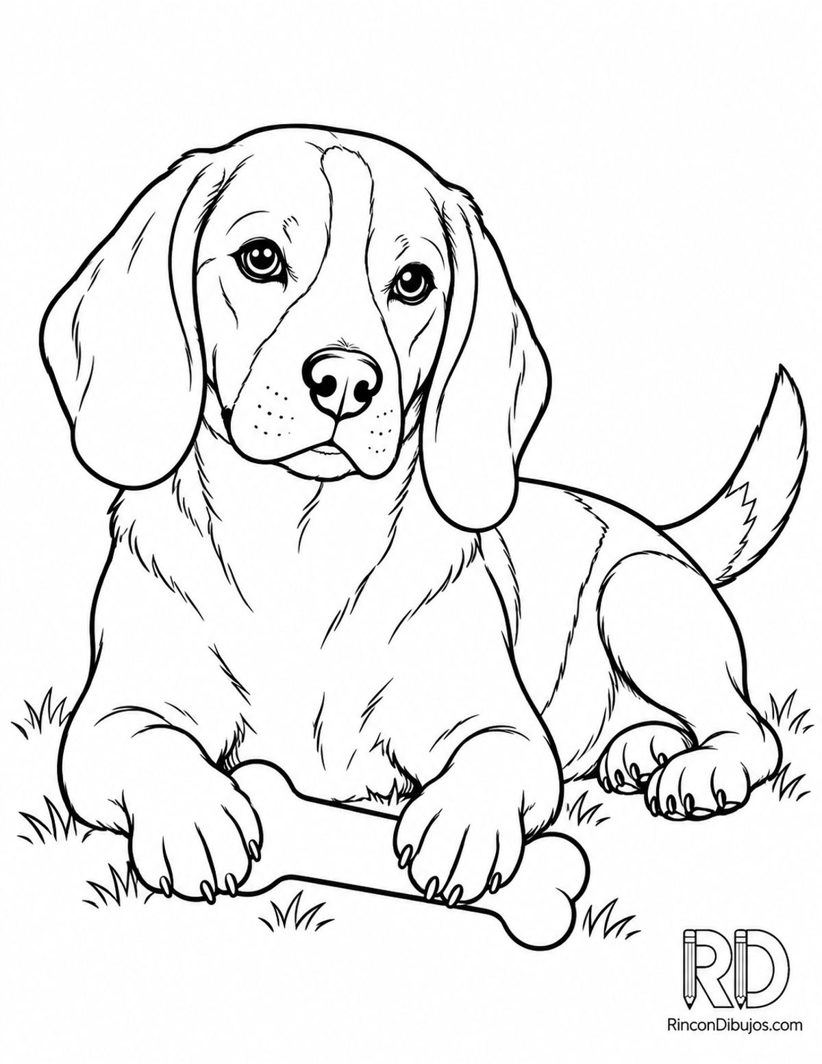 Dibujo de beagle con hueso para colorear Dibujo de beagle con hueso para colorear