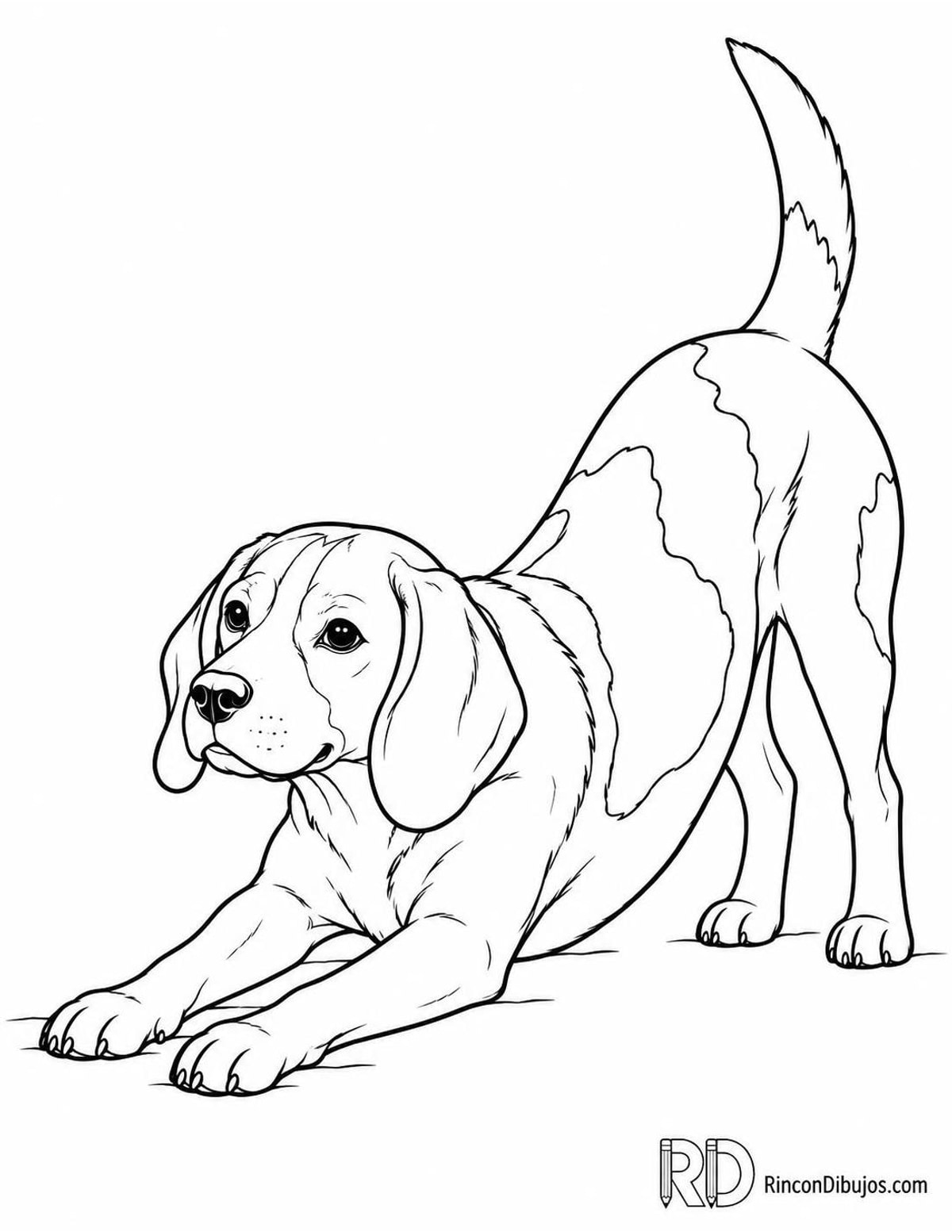 Dibujo de beagle estirándose para colorear