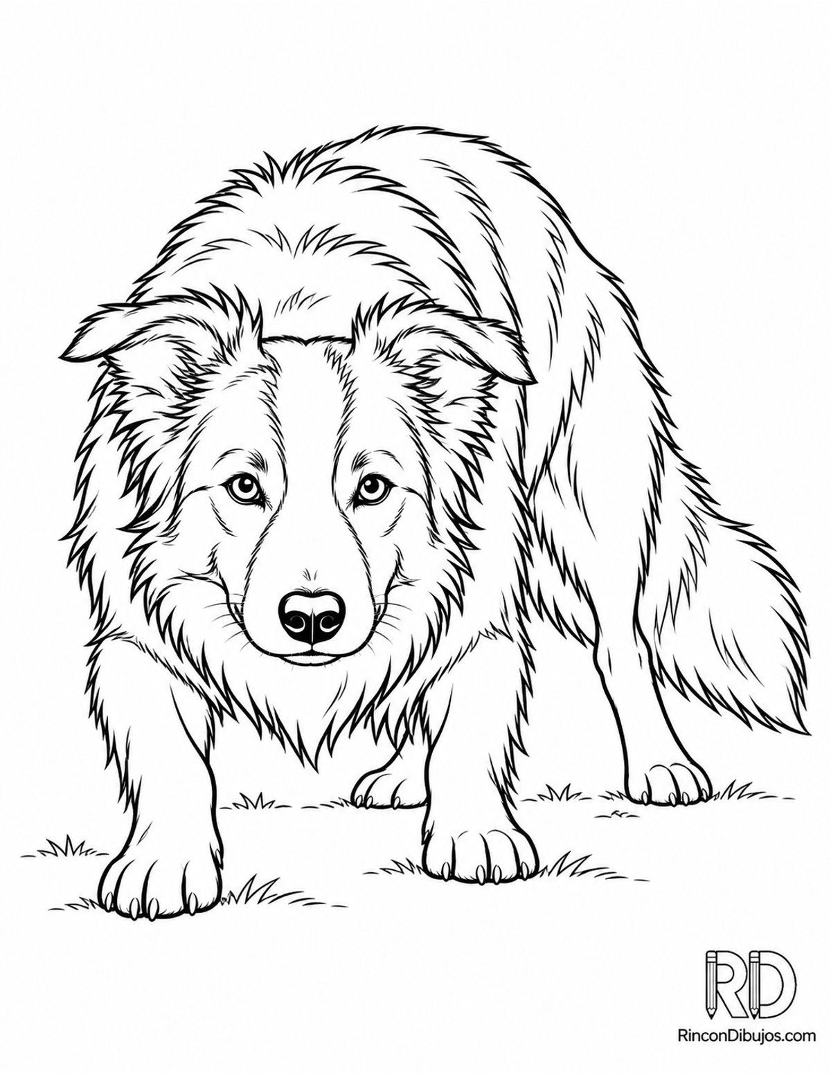 Dibujo de border collie para colorear Dibujo de border collie para colorear