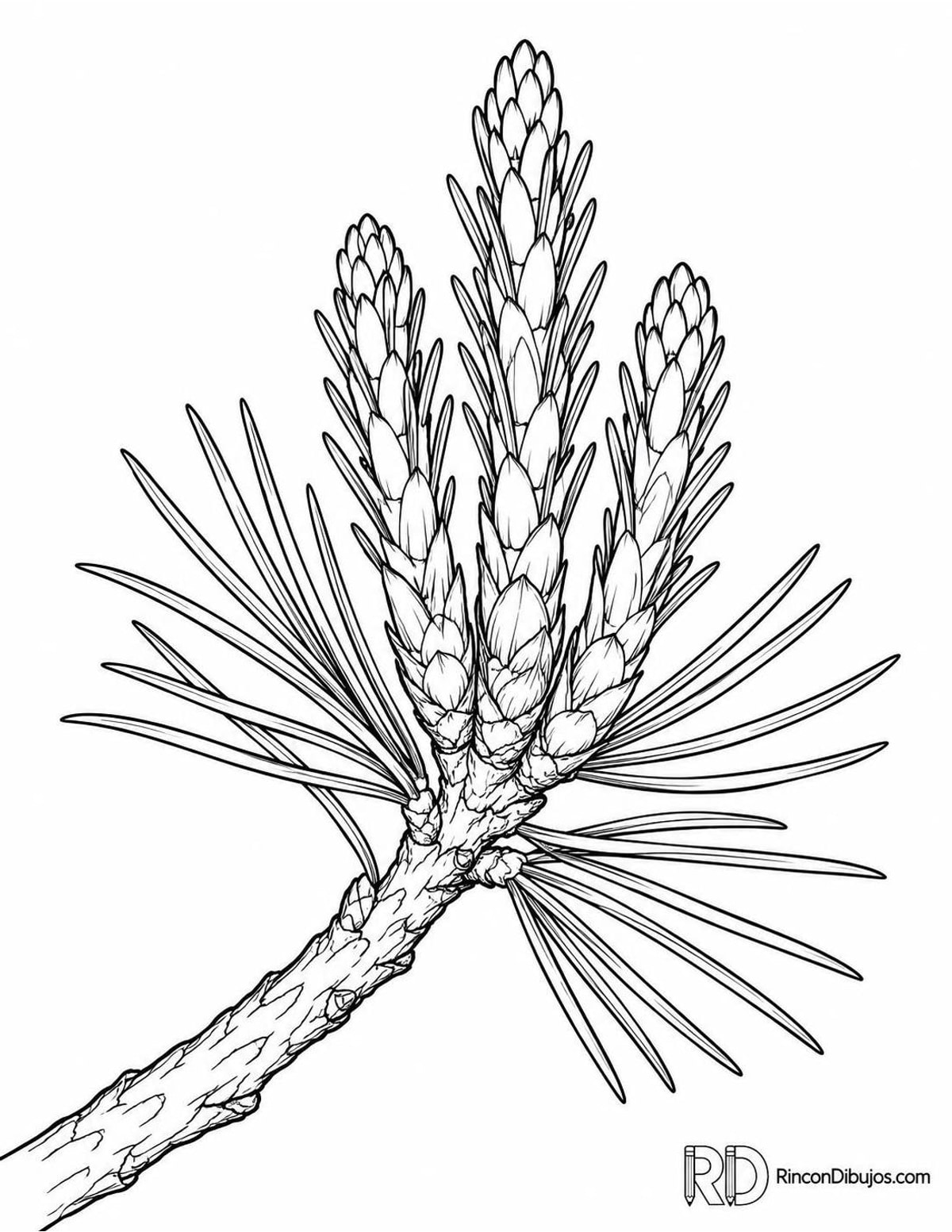 Dibujo de brotes de pino para colorear Dibujo de brotes de pino para colorear