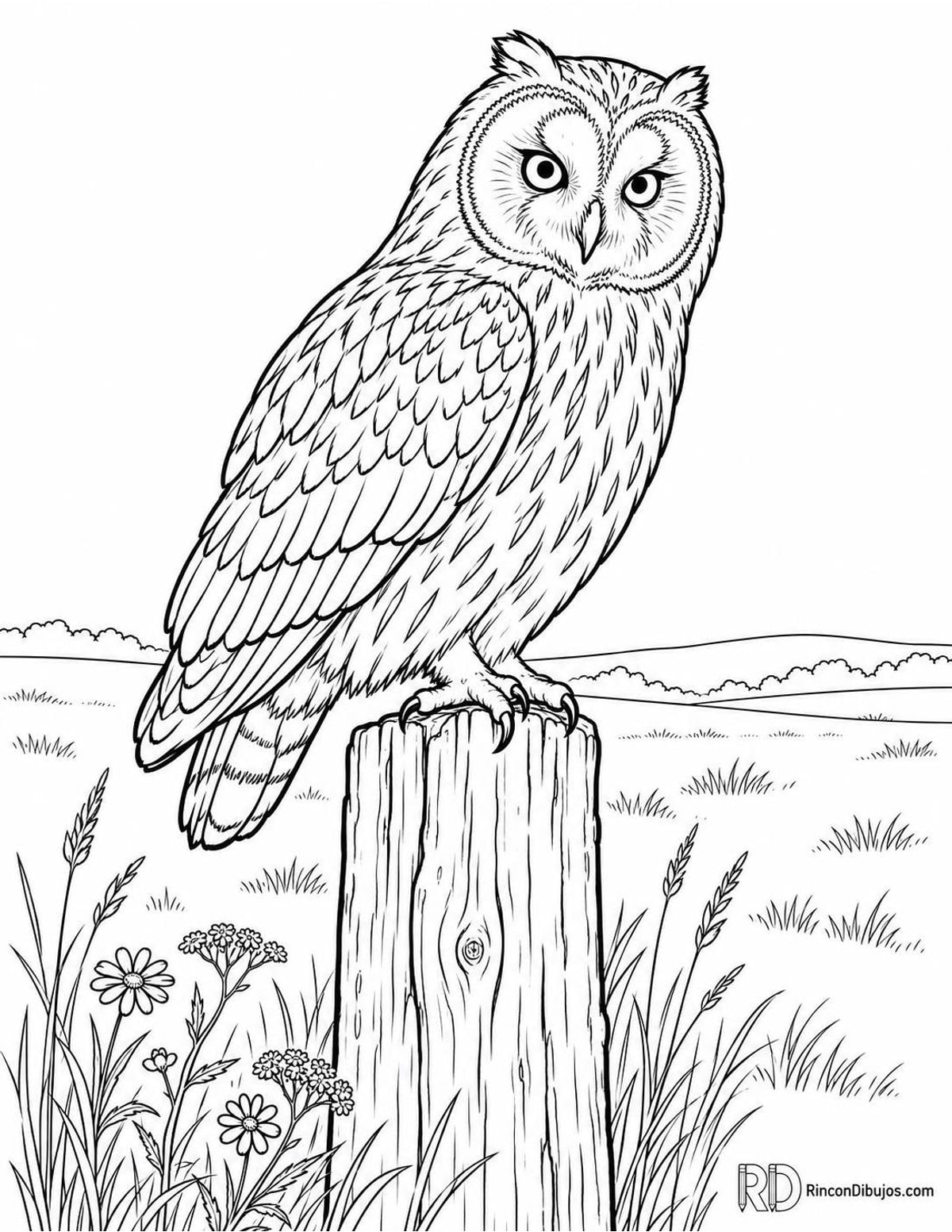 Dibujo de búho campestre en poste para colorear Dibujo de búho campestre en poste para colorear