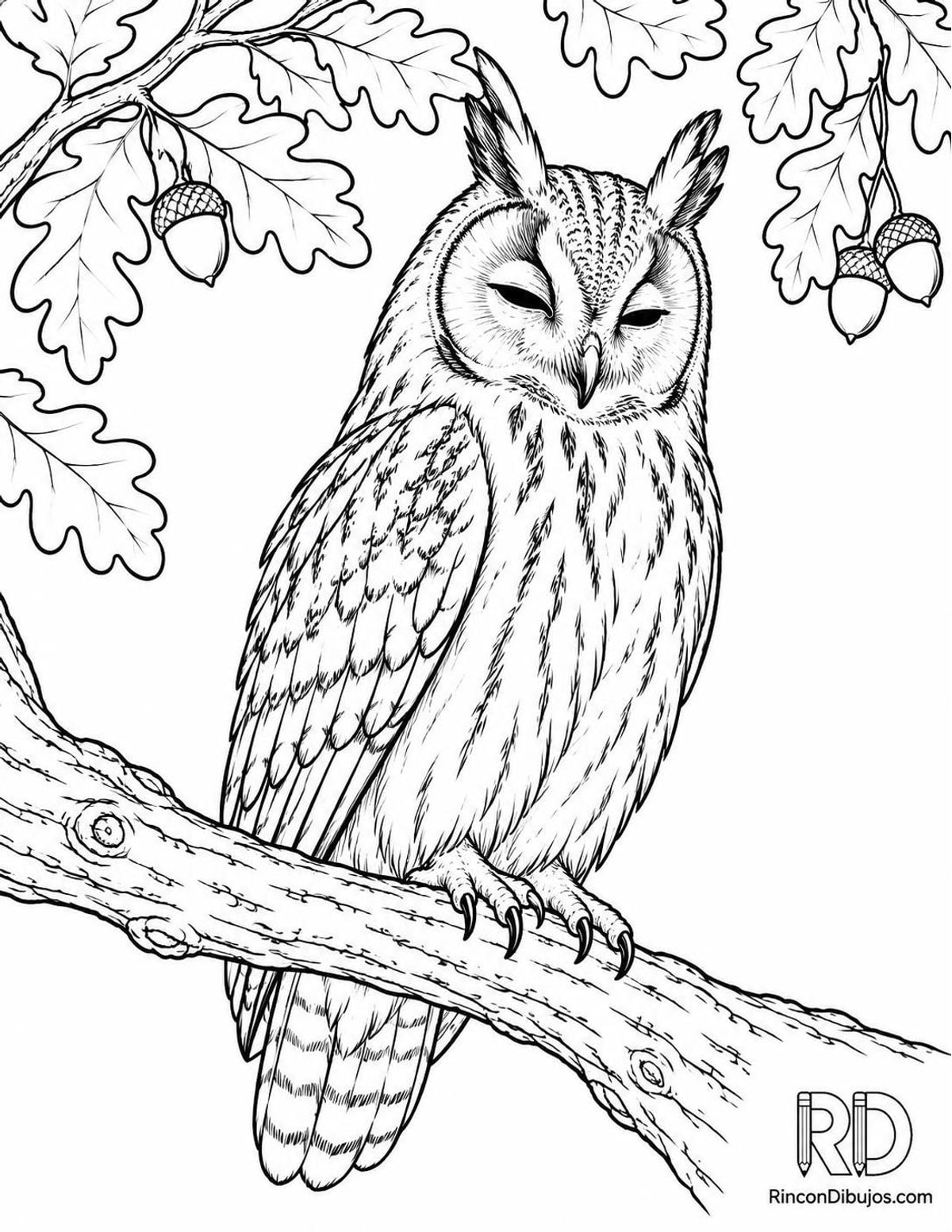 Dibujo de búho chico descansando para colorear Dibujo de búho chico descansando para colorear