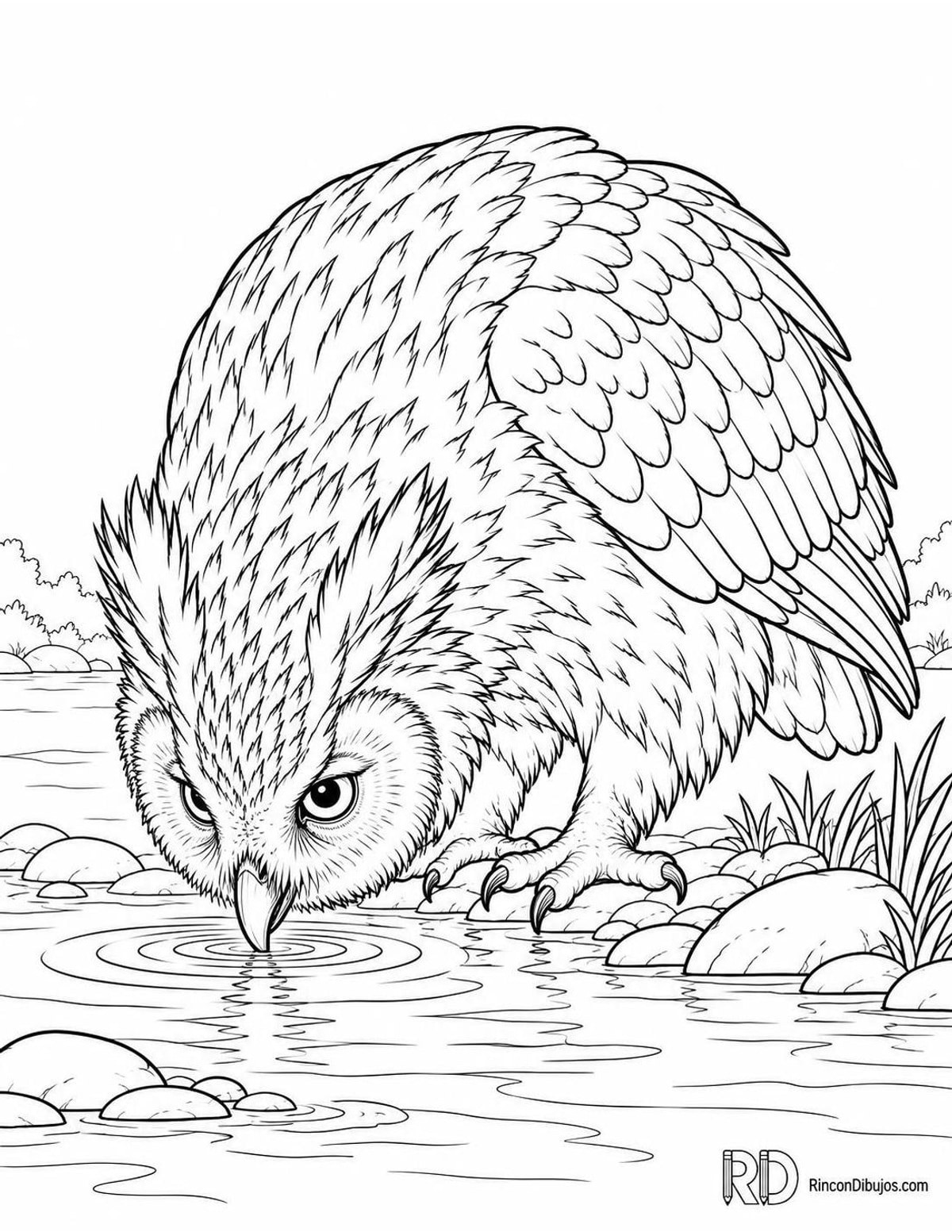 Dibujo de búho pescador de Blakiston bebiendo para colorear Dibujo de búho pescador de Blakiston bebiendo para colorear
