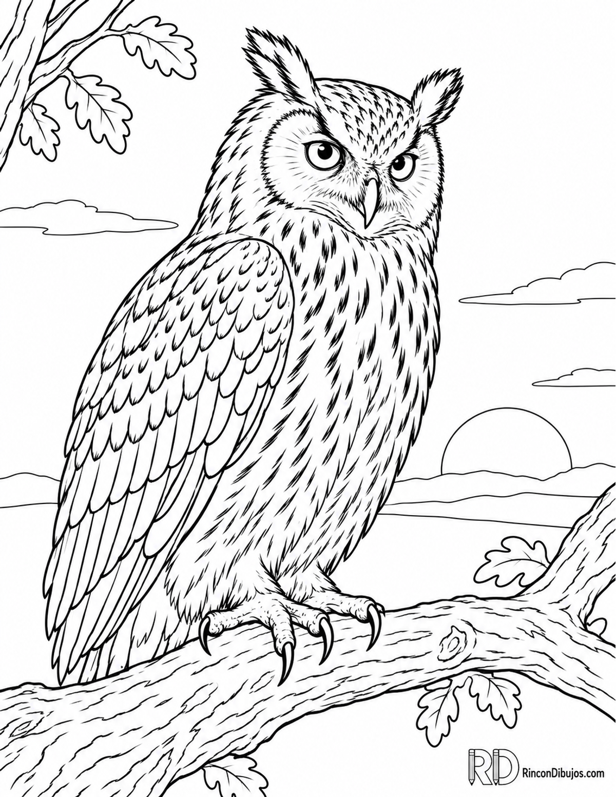 Dibujo de búho real para colorear Dibujo de búho real para colorear