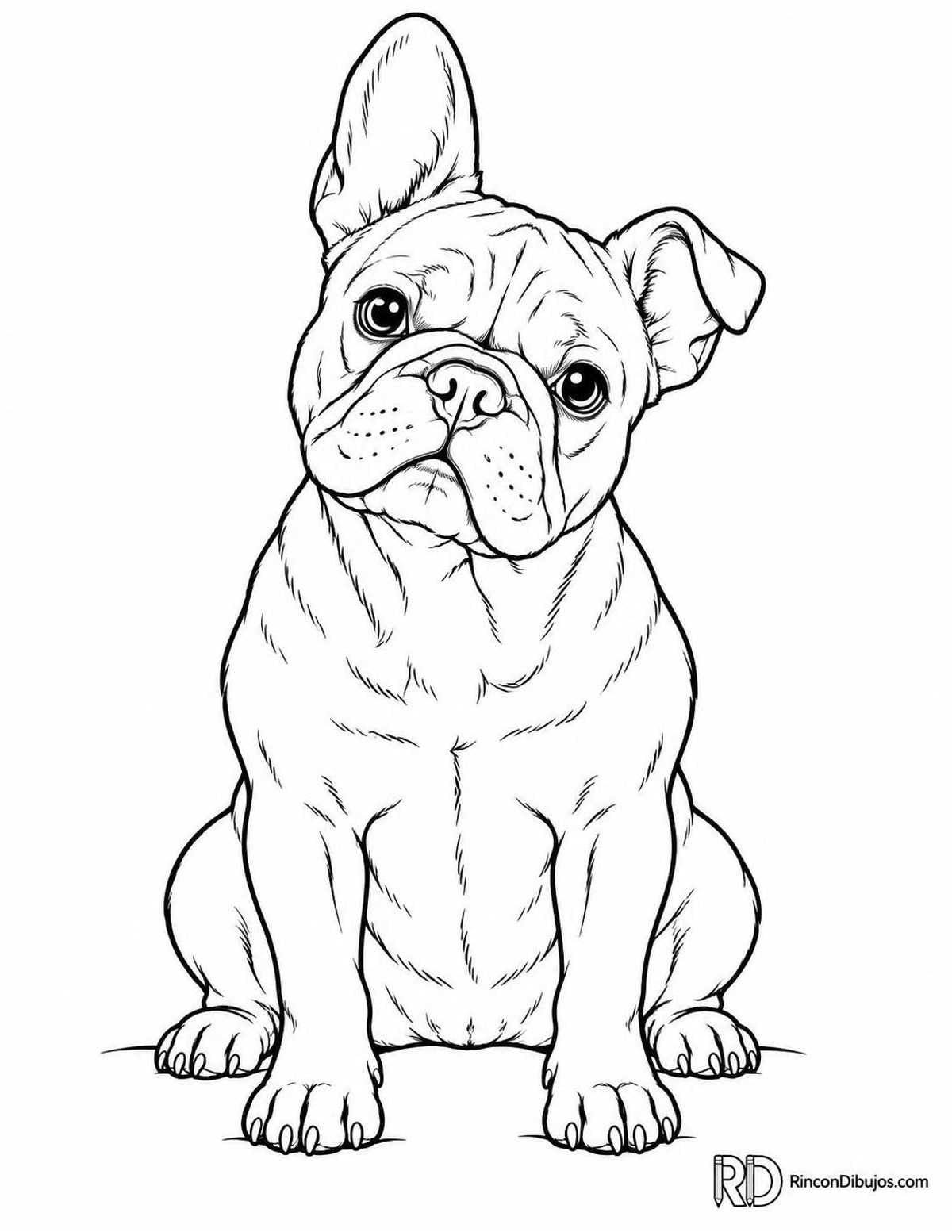 Dibujo de bulldog francés para colorear