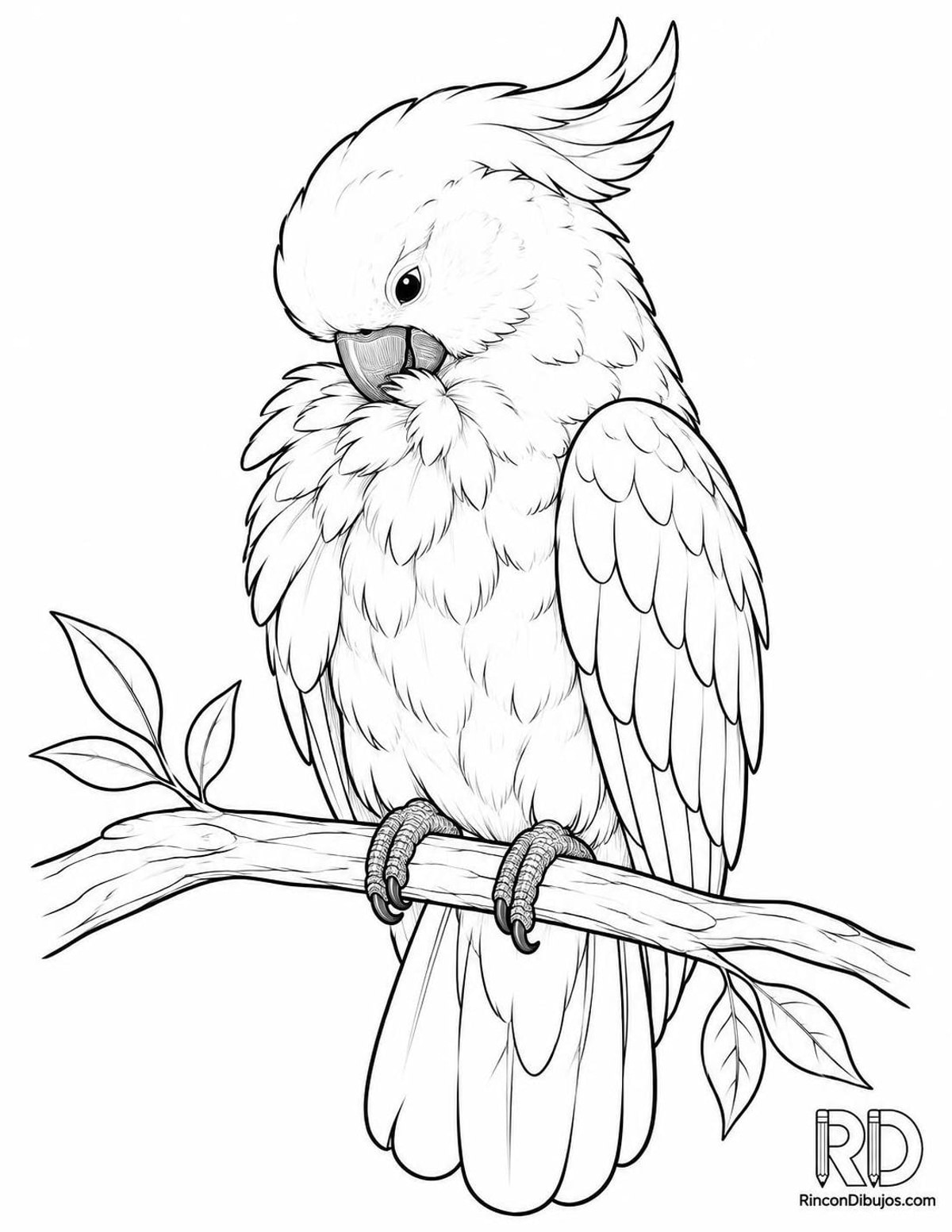 Dibujo de cacatúa acicalándose para colorear Dibujo de cacatúa acicalándose para colorear