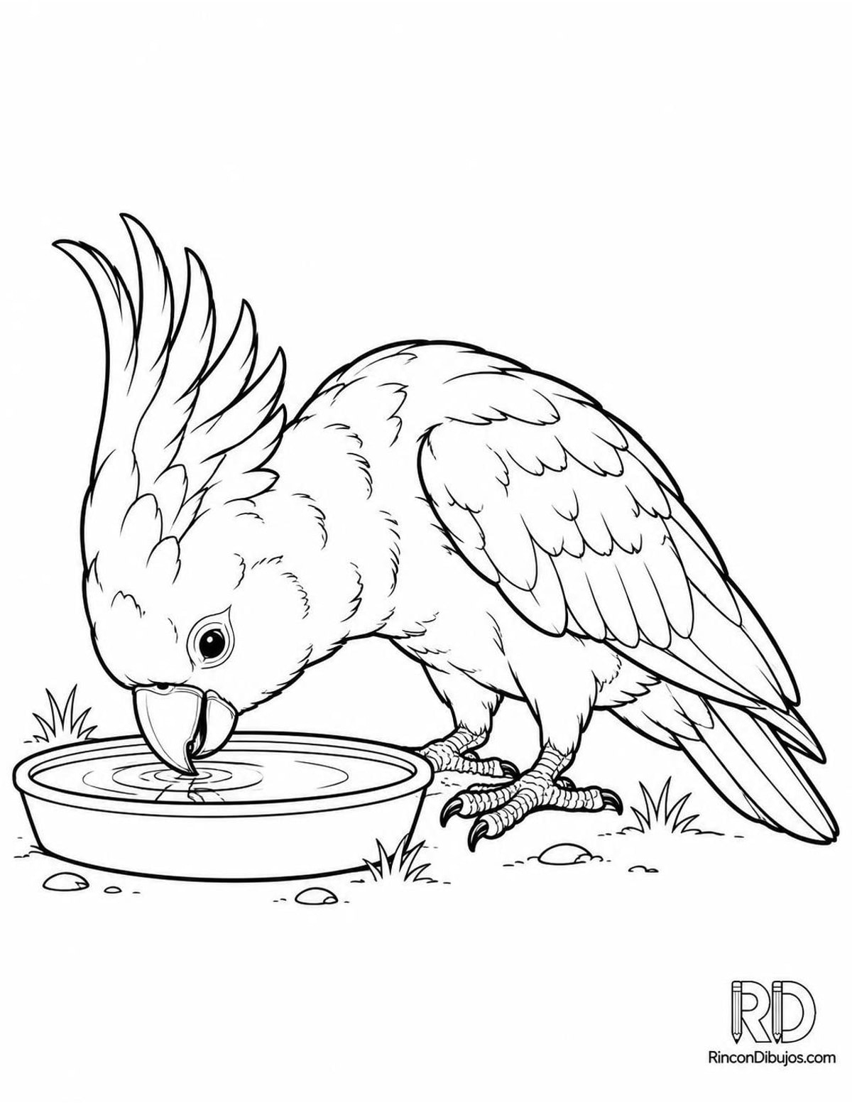 Dibujo de cacatúa bebiendo agua para colorear Dibujo de cacatúa bebiendo agua para colorear