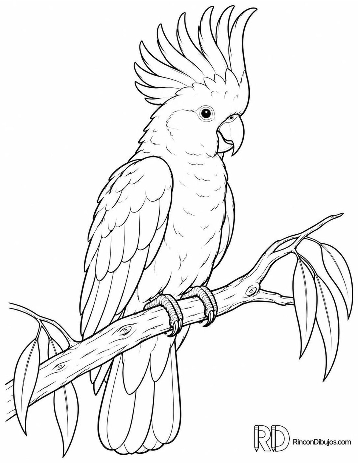 Dibujo de cacatúa galerita para colorear Dibujo de cacatúa galerita para colorear