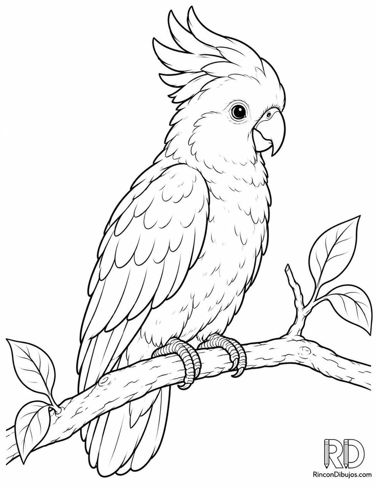 Dibujo de cacatúa joven para colorear Dibujo de cacatúa joven para colorear