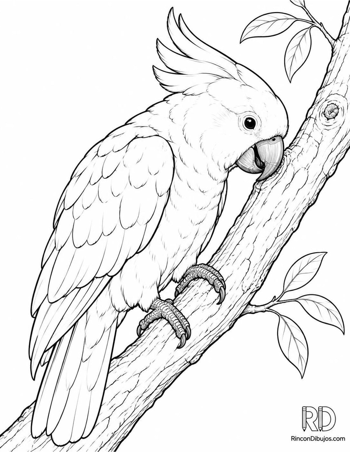 Dibujo de cacatúa limpiándose pico para colorear Dibujo de cacatúa limpiándose pico para colorear