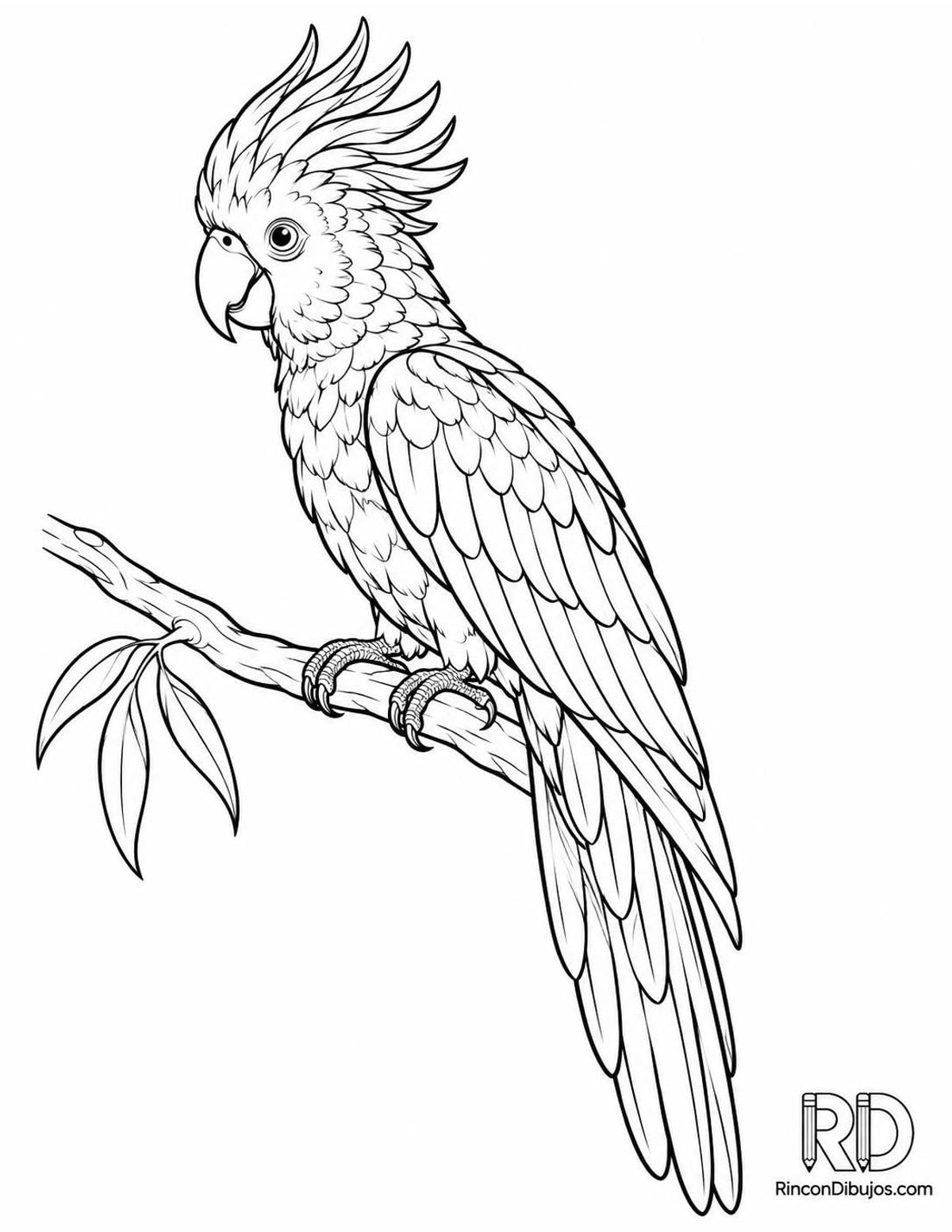 Dibujo de cacatúa negra cola roja para colorear Dibujo de cacatúa negra cola roja para colorear