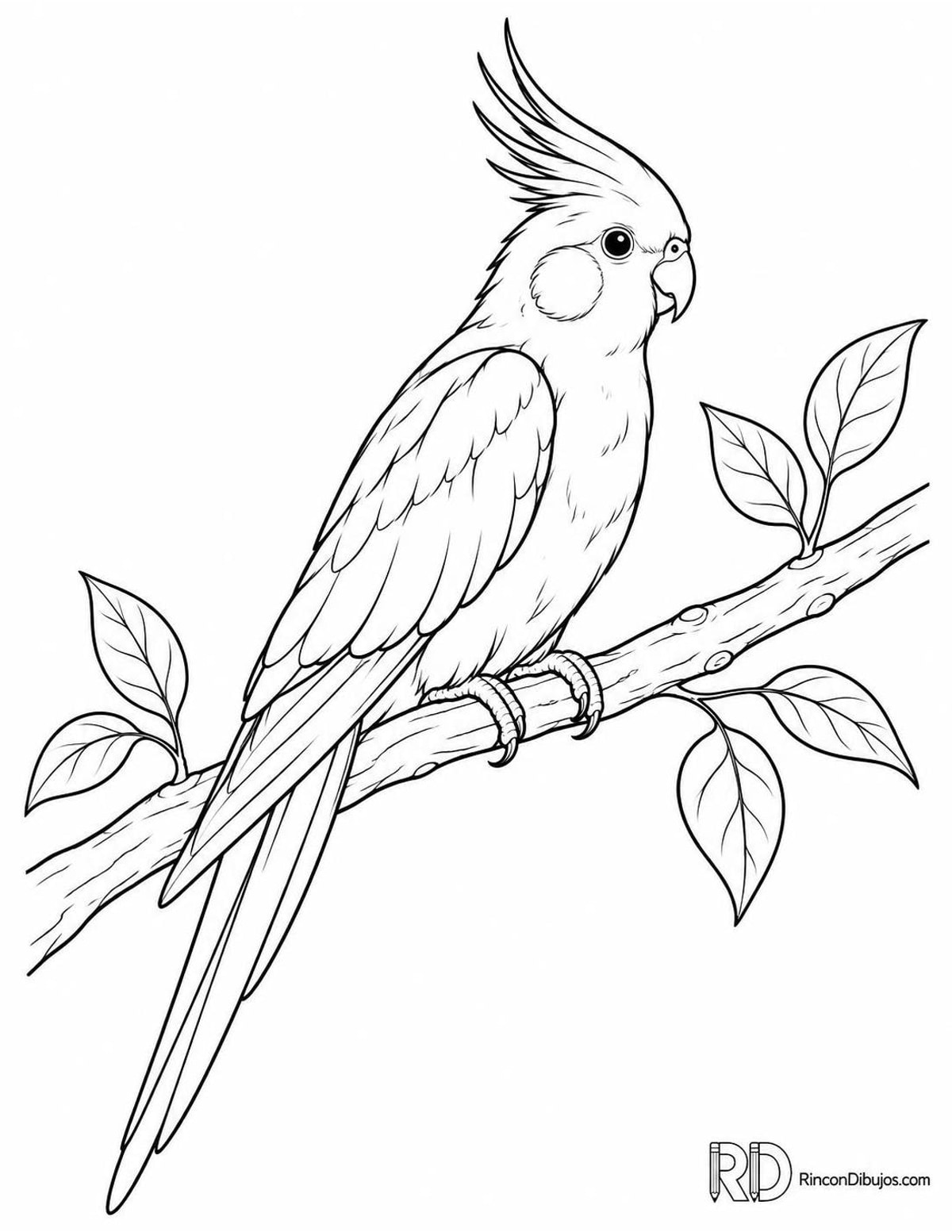 Dibujo de cacatúa ninfa en rama para colorear Dibujo de cacatúa ninfa en rama para colorear