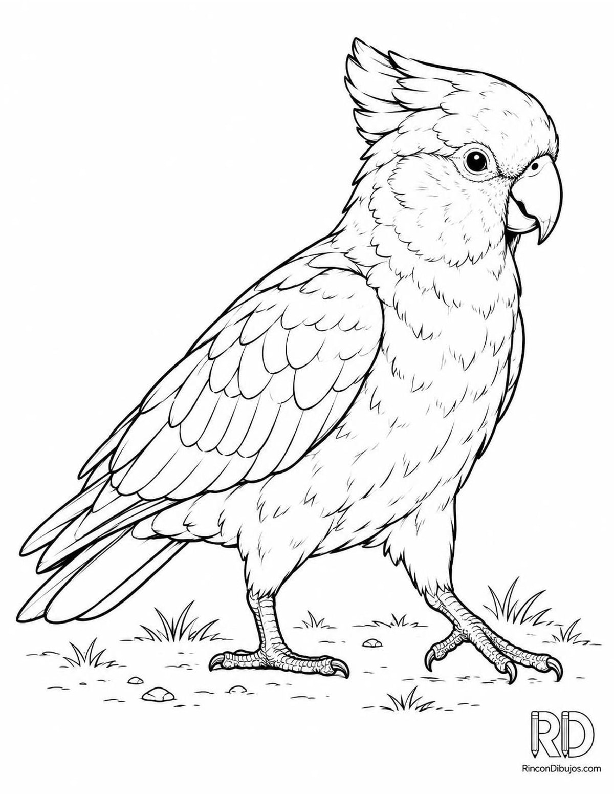 Dibujo de cacatúa rosada caminando para colorear Dibujo de cacatúa rosada caminando para colorear