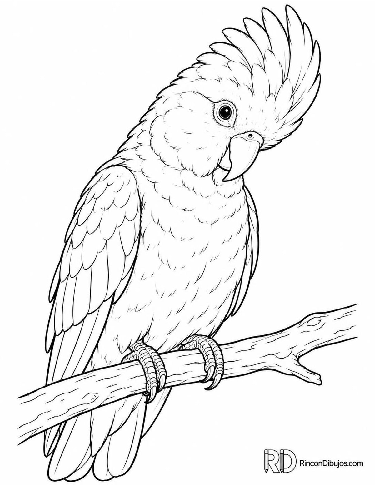 Dibujo de cacatúa rosada curiosa para colorear Dibujo de cacatúa rosada curiosa para colorear
