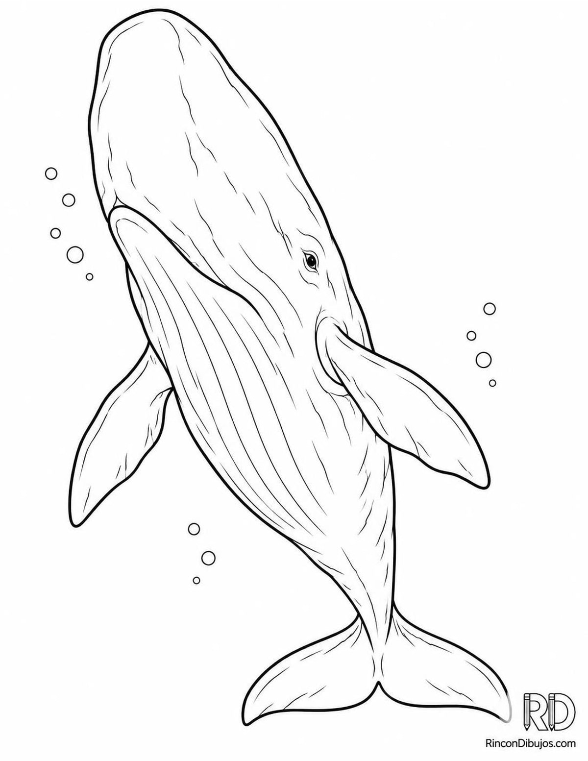 Dibujo de cachalote profundo para colorear Dibujo de cachalote profundo para colorear