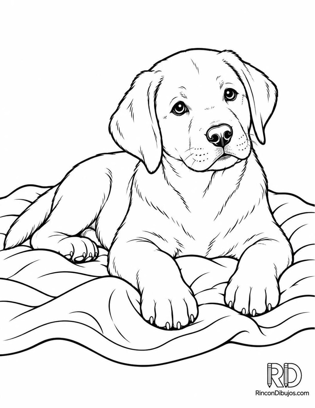 Dibujo de cachorro labrador para colorear Dibujo de cachorro labrador para colorear