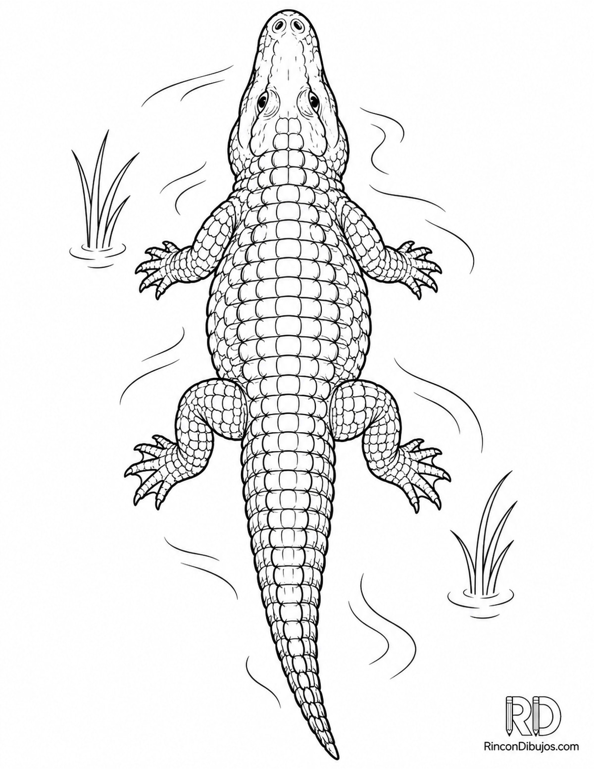 Dibujo de caimán americano para colorear