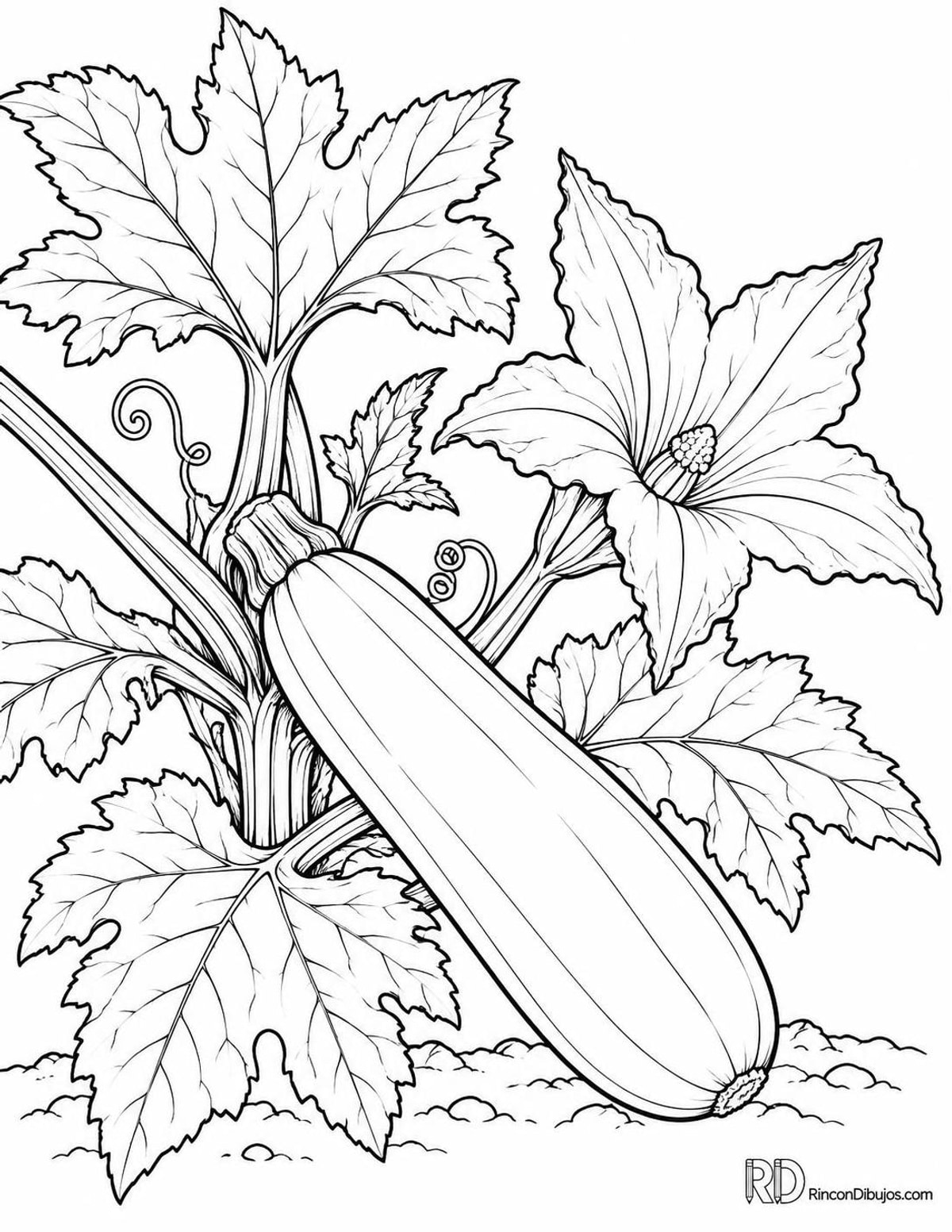 Dibujo de calabacín para colorear