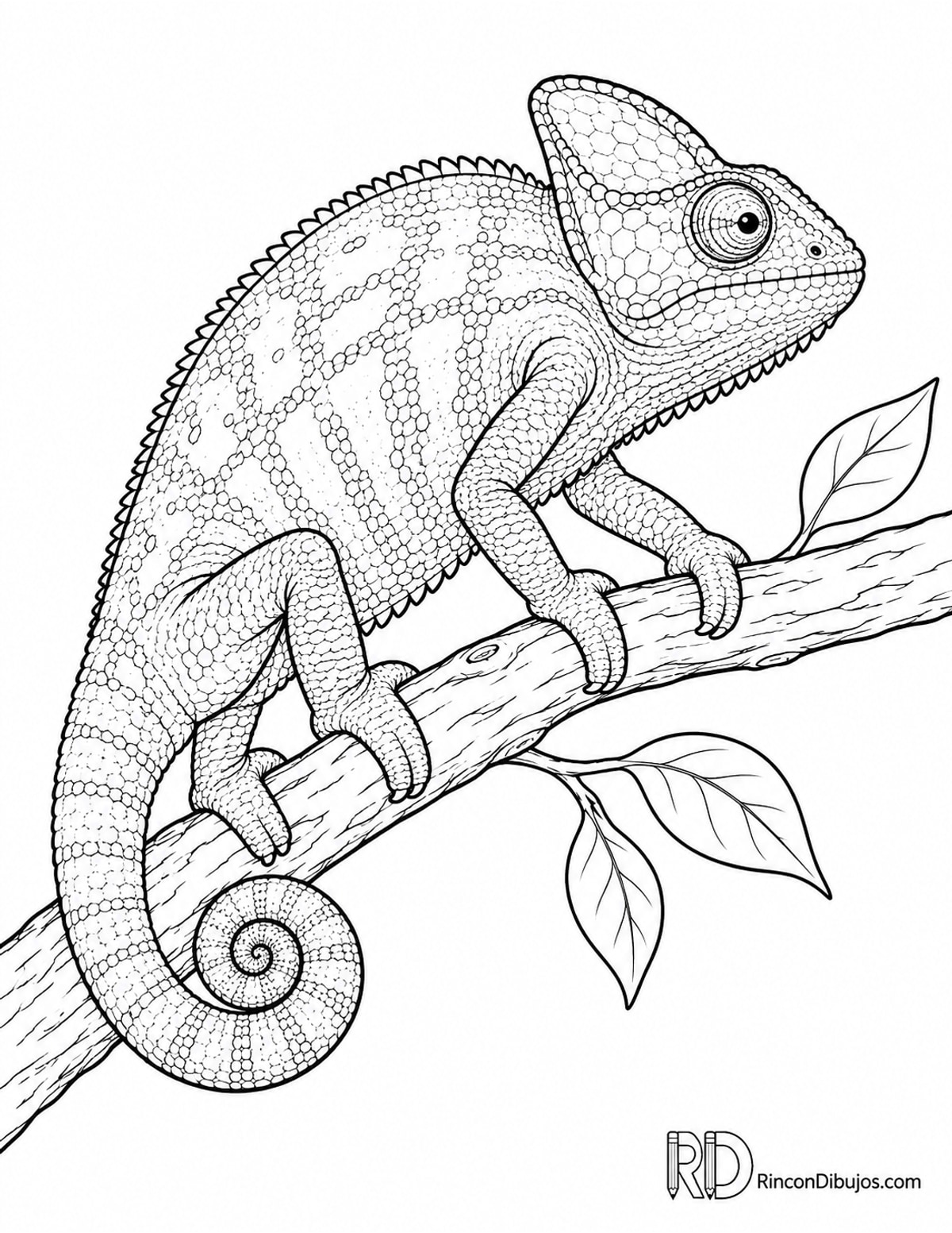 Dibujo de camaleón común sujetándose para colorear