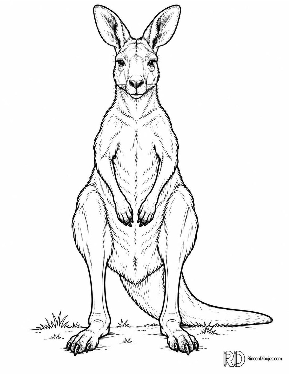 Dibujo de canguro adulto para colorear Dibujo de canguro adulto para colorear